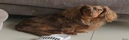 Miniature Dachshund dogs for stud: Long Haired Chocolate & Tan Dapple Mini Dachshund - Advert 3
