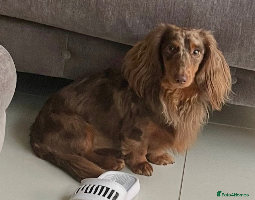 Miniature Dachshund dogs for stud: Long Haired Chocolate & Tan Dapple Mini Dachshund - Advert 3