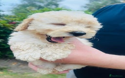 Labradoodle dogs for sale: Chunky Miniature Soft Curled Labradoodle Pups - Image 20