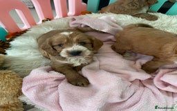 Cockapoo dogs for sale: F1 MINIATURE SHOW-LINE COCKAPOO PUPPIES   - Image 18