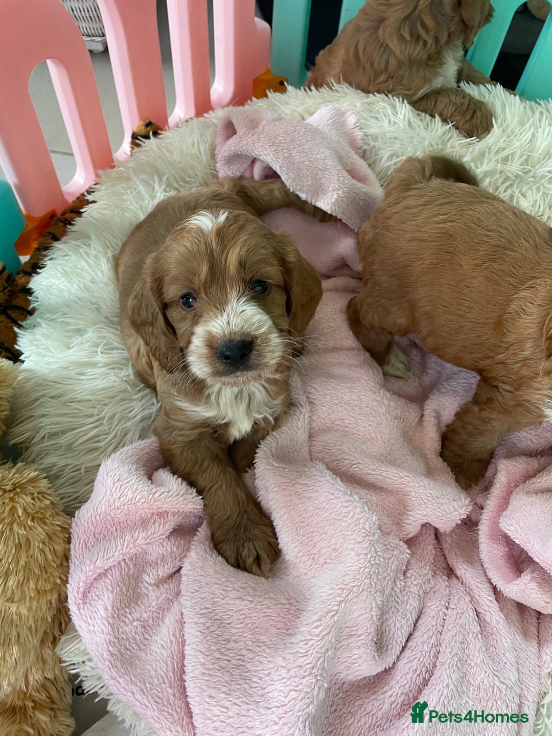 Cockapoo dogs for sale: F1 MINIATURE SHOW-LINE COCKAPOO PUPPIES   - Image 18