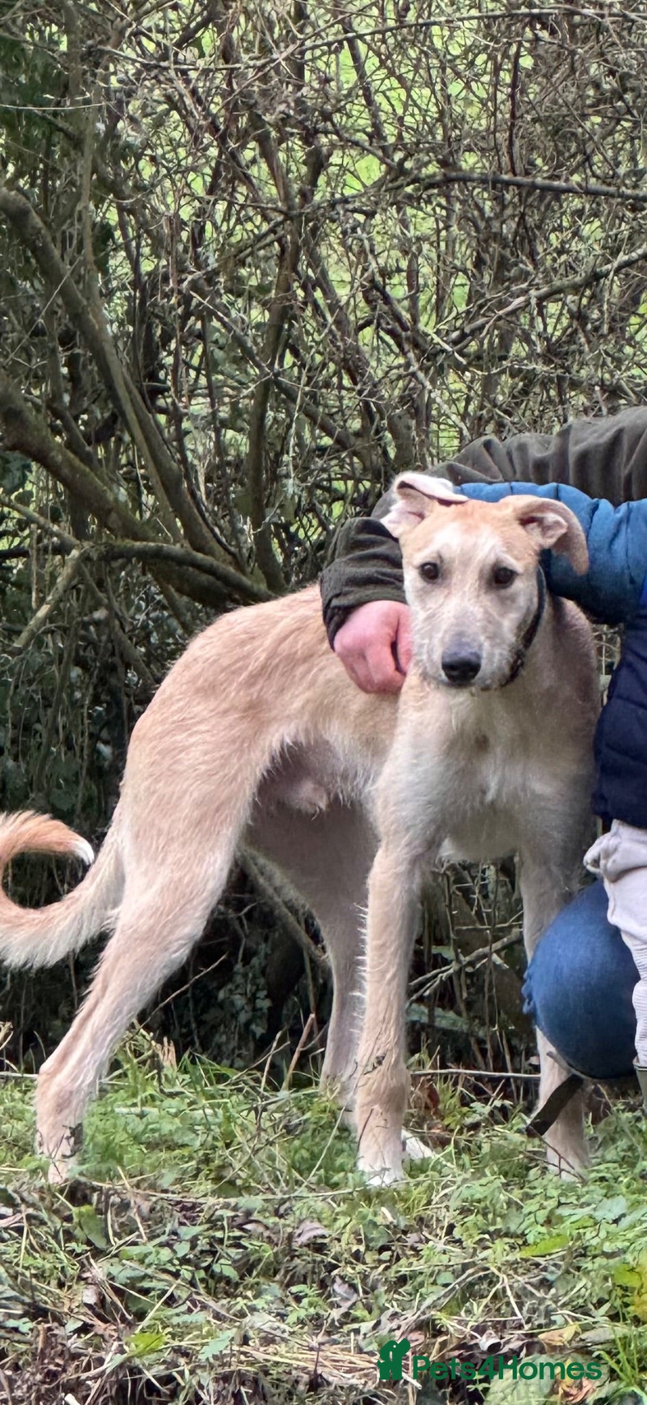 Lurcher dogs Gorgeous Lurcher  - Advert 16
