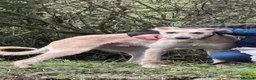 Lurcher dogs for sale: Gorgeous Lurcher  in Chippenham - Advert 1