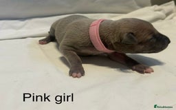 Whippet dogs for sale: Stunning KC whippet puppies  - Image 16