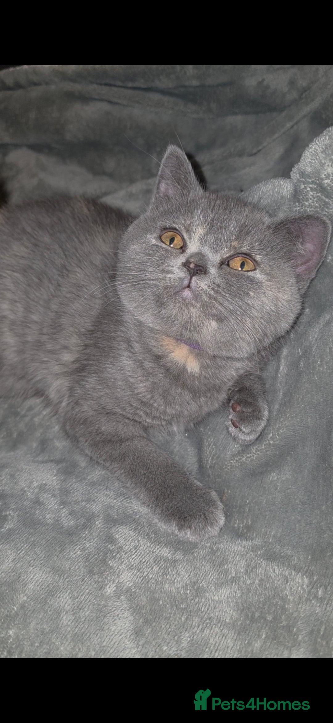 British Shorthair cats for sale: Stunning bsh kittens looking for homes 🏡 - Advert 9