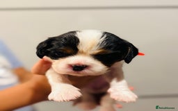 Cavalier King Charles Spaniel dogs for sale: 🐶 Beautiful Cavalier King Charles Puppies - Image 11