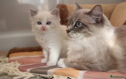 Ragdoll cats for sale: TICA Blue Bicolour Ragdoll Mink Cherubim Kittens  - Image 7