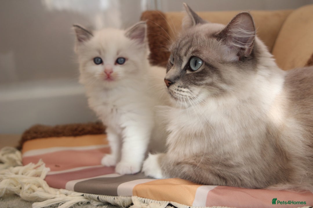 Ragdoll cats for sale: TICA Blue Bicolour Ragdoll Mink Cherubim Kittens  - Image 7
