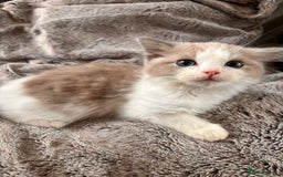 Ragdoll cats for sale: 1 female and 1 male ragdoll kittens for sale - Image 3