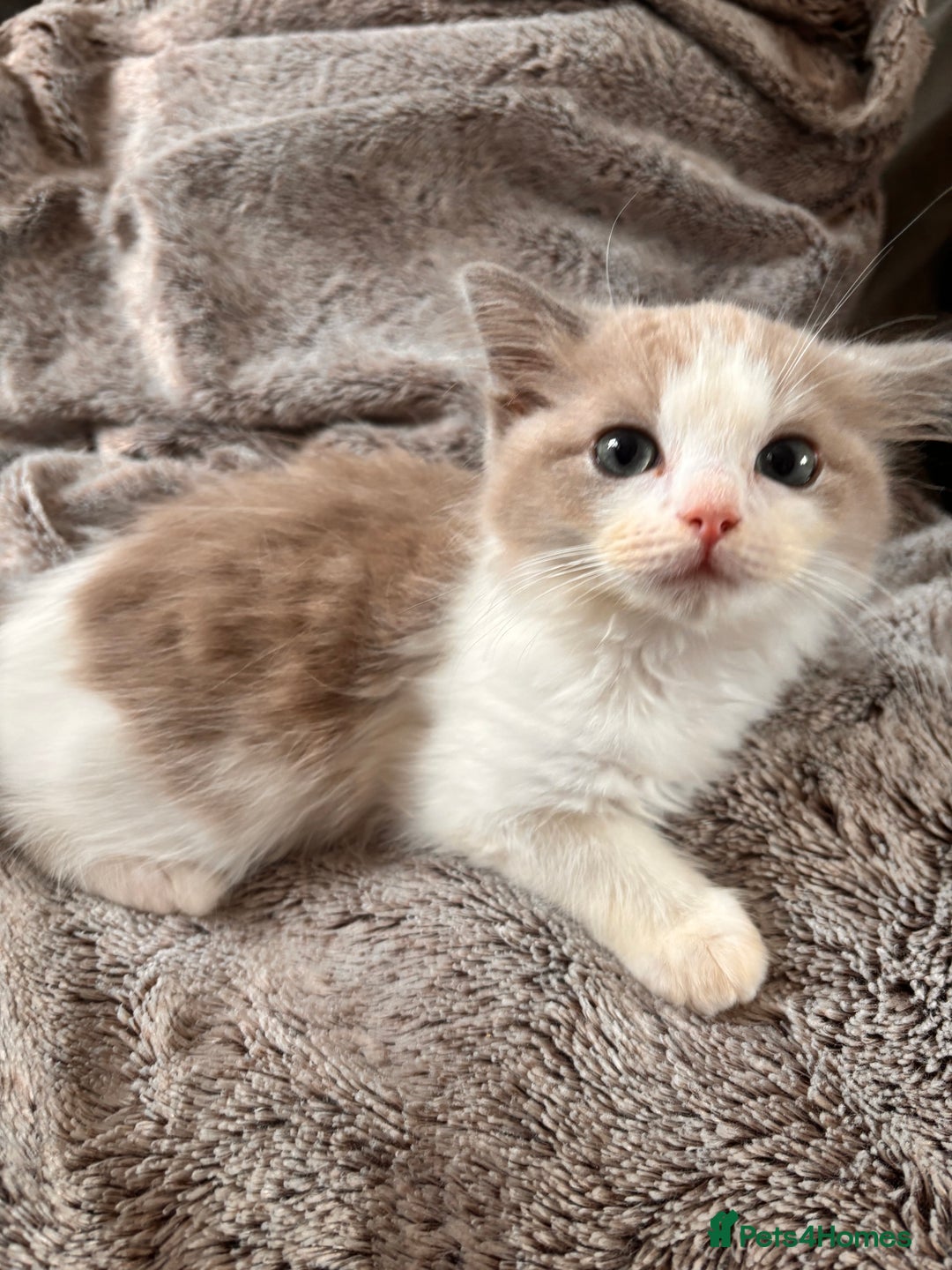 Ragdoll cats for sale: 1 female and 1 male ragdoll kittens for sale - Image 3
