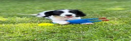 Cockalier dogs for sale: Gorgeous Covkalier puppies! - Advert 5