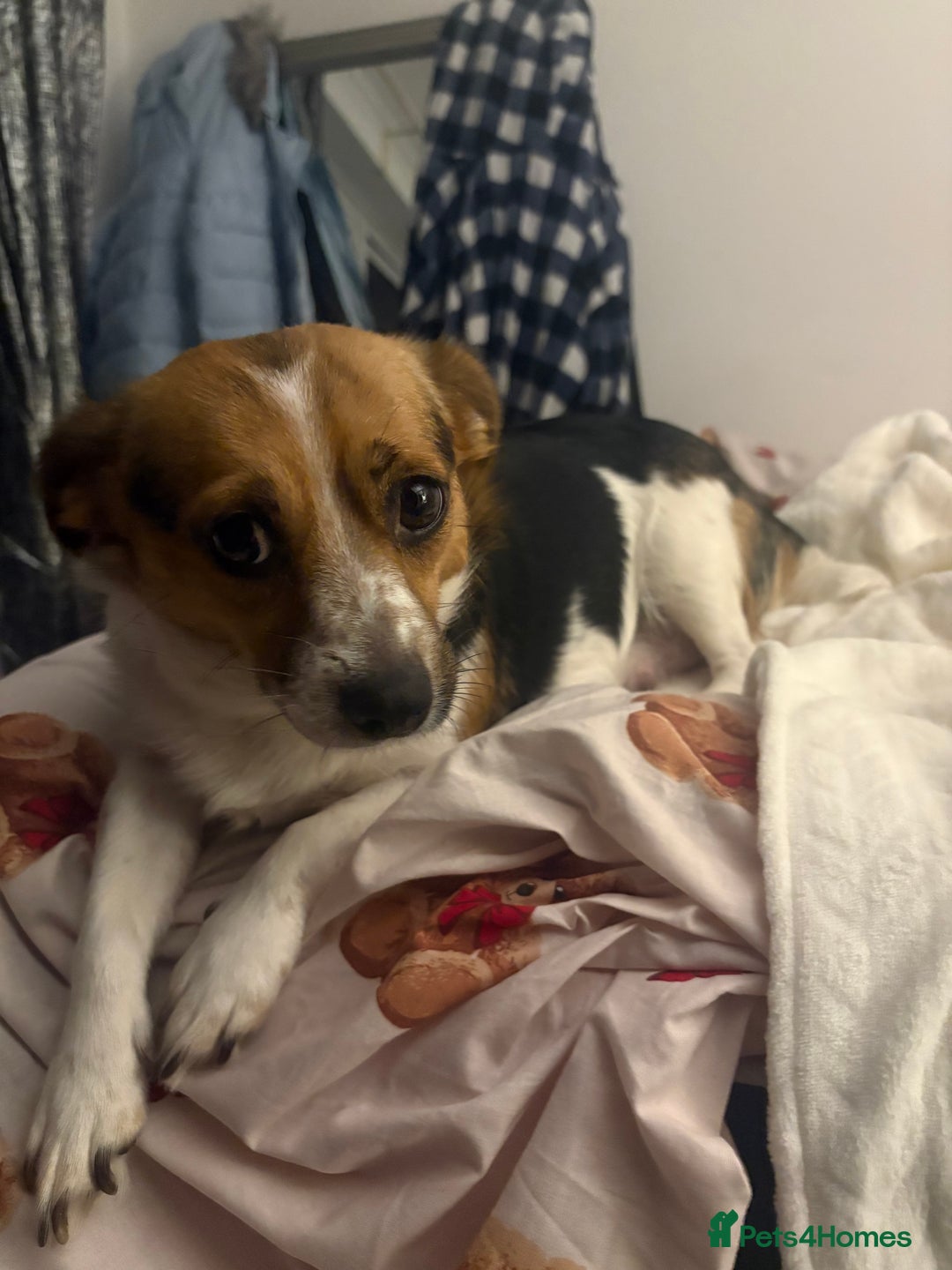 Mixed Breed dogs for sale: Jack Russell Chihuahua Puppies🐾 - Image 8