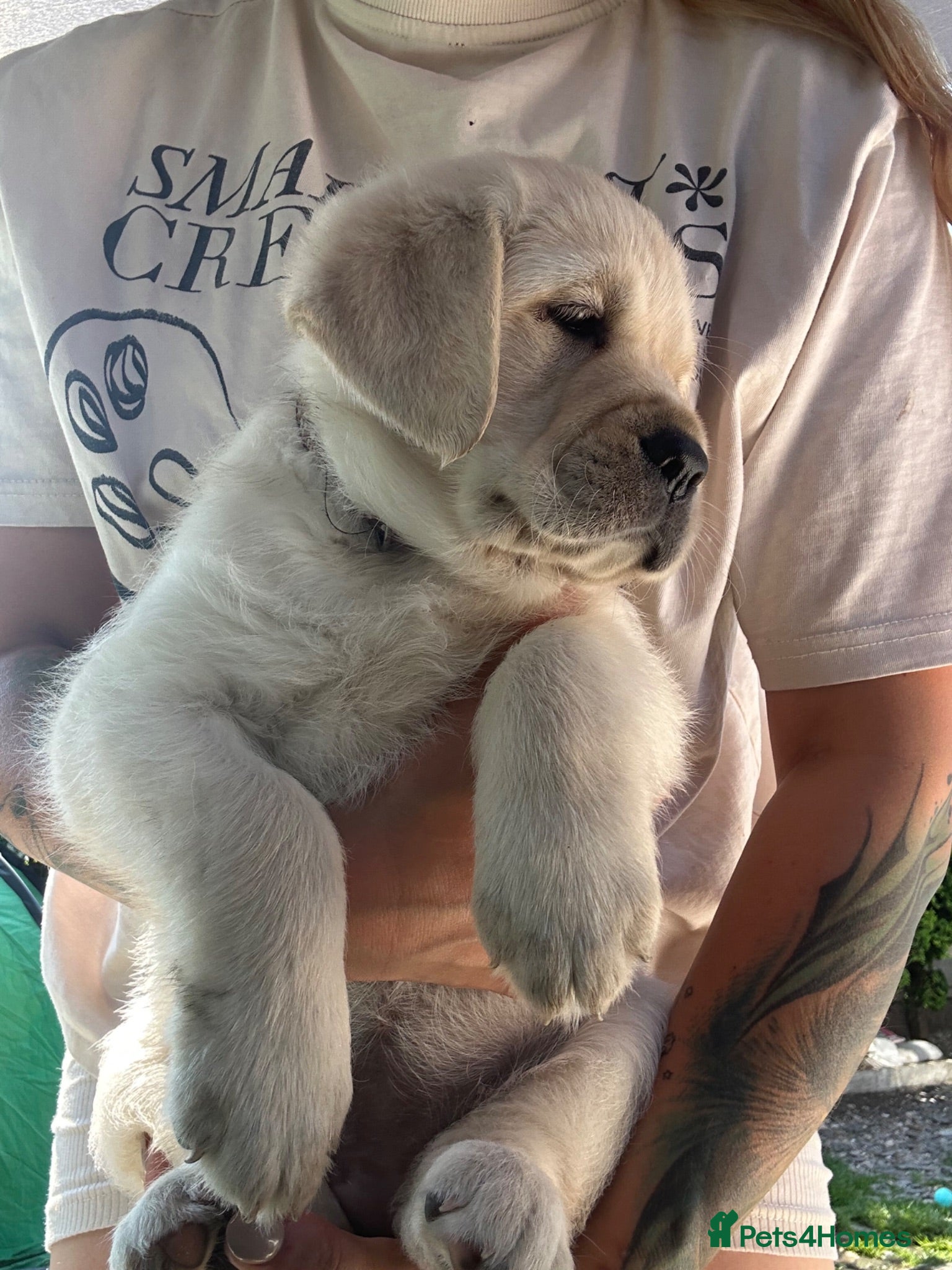 Golden Retriever dogs Last one girls ! Champion blooine puppies  - Advert 2
