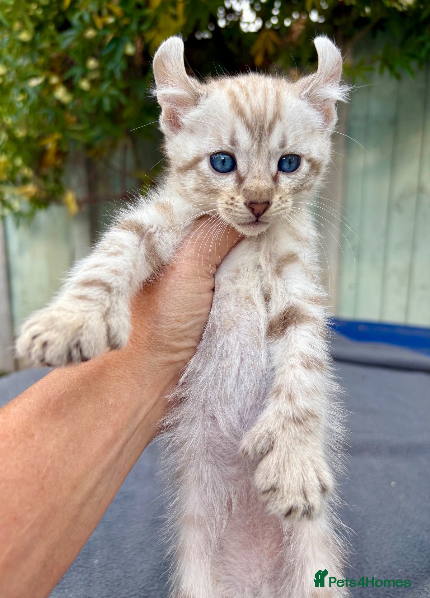 Keetso cats Awesome litter of polydactyl snow leopard Keetsos  - Advert 1