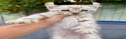 Keetso cats for sale: Awesome litter of polydactyl snow leopard Keetsos  - Advert 1