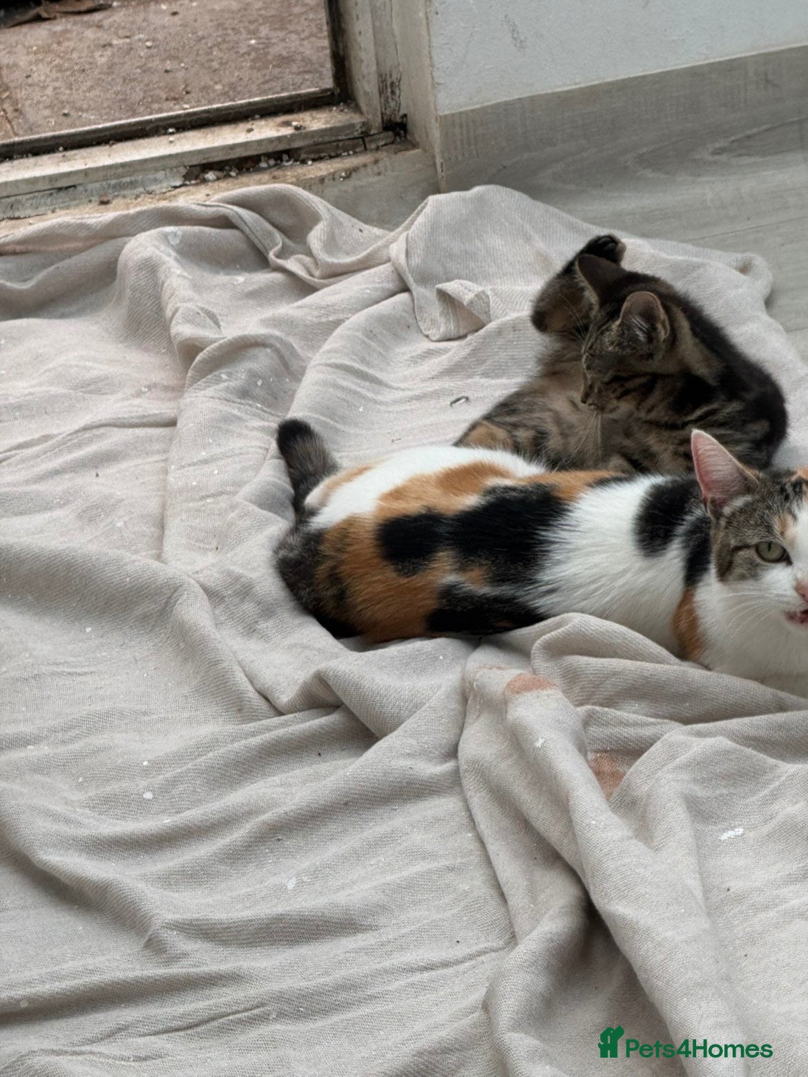 Mixed Breed cats Last baby Tabby kitten ready to find a new home - Advert 1