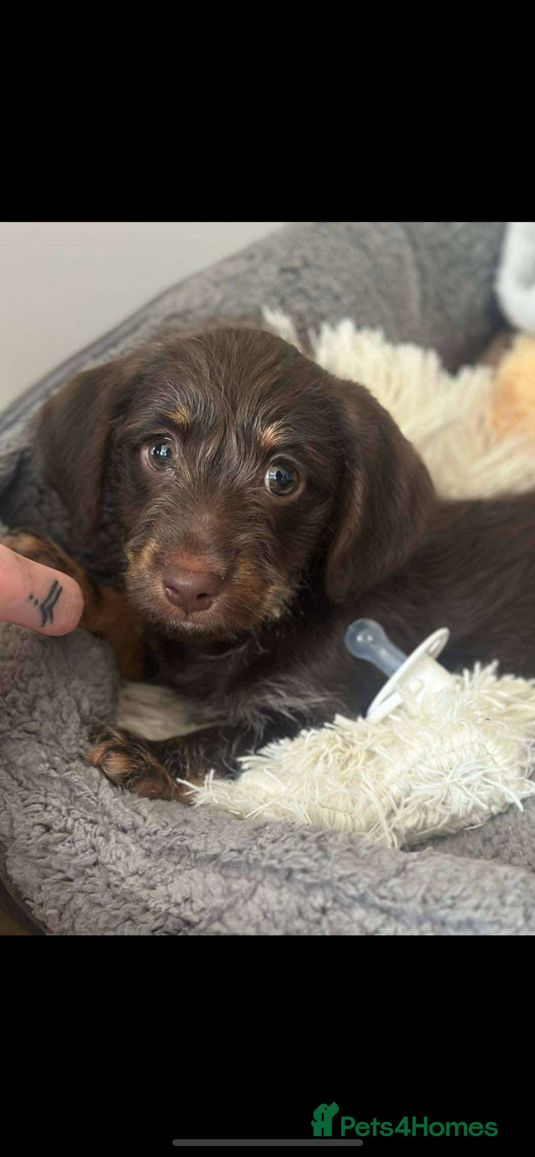 Mixed Breed dogs for sale: 6 month old dashhound for sale  - Image 2
