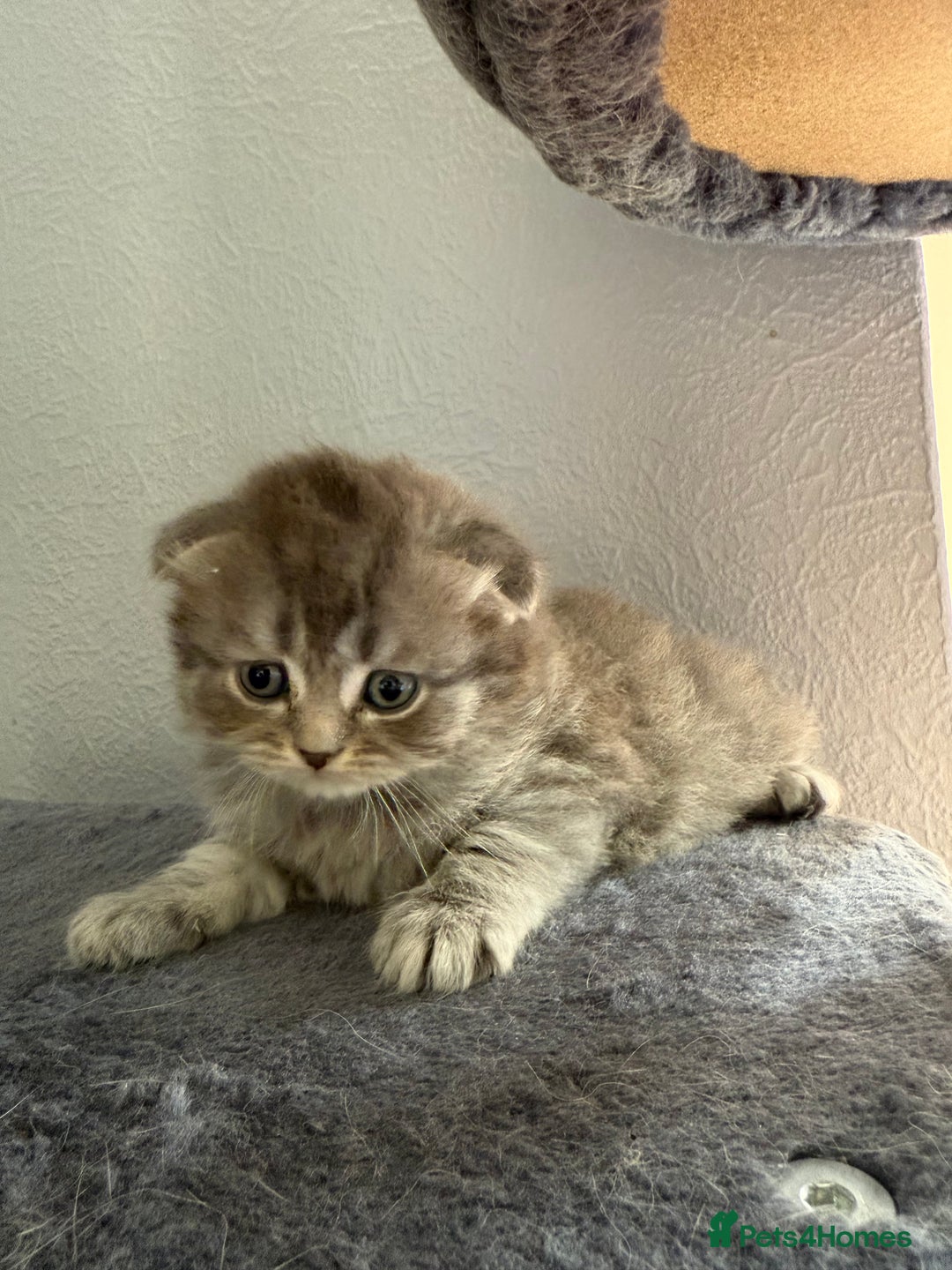 Scottish Fold cats for sale: Scottish fold kittens  - Image 19