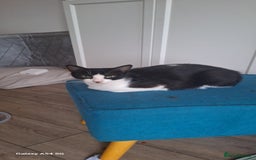 Mixed Breed cats for sale: Beautiful loving cat - FREE to a loving home - Image 2