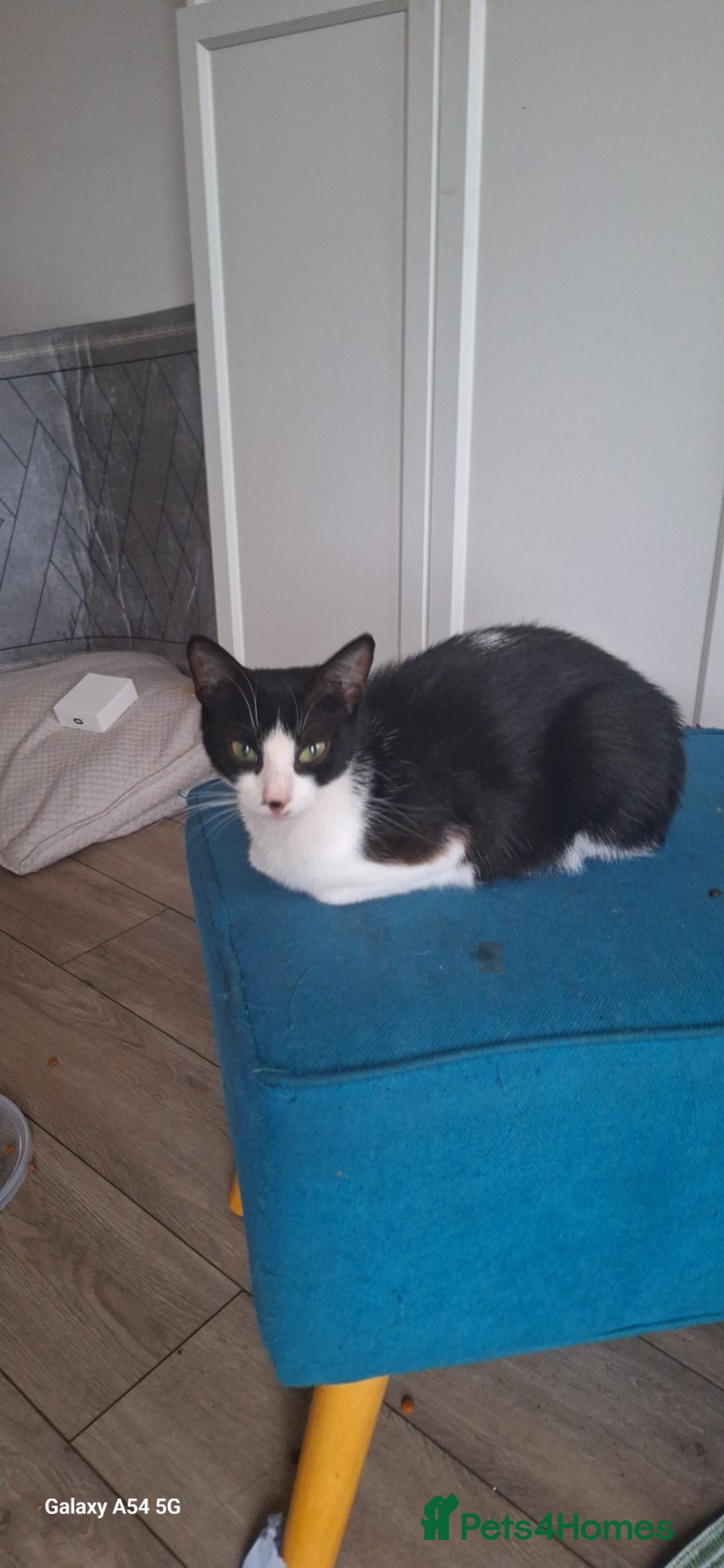 Mixed Breed cats for sale: Beautiful loving cat - FREE to a loving home - Image 2