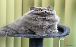 British Longhair cats for sale: Beautiful British Blue Longhair Kitten - Image 4