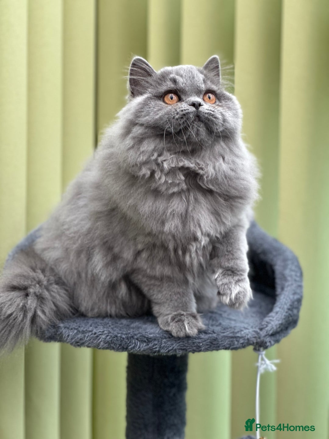 British Longhair cats for sale: Beautiful British Blue Longhair Kitten - Image 4