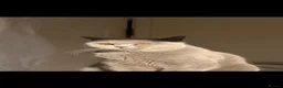 British Shorthair cats for sale: British short hair kittens  - Advert 8