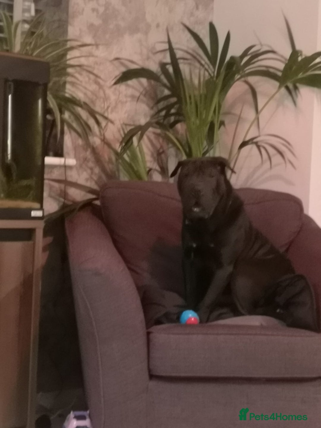 Shar Pei dogs for sale: 1 year old Shar pei Boy  - Advert 3