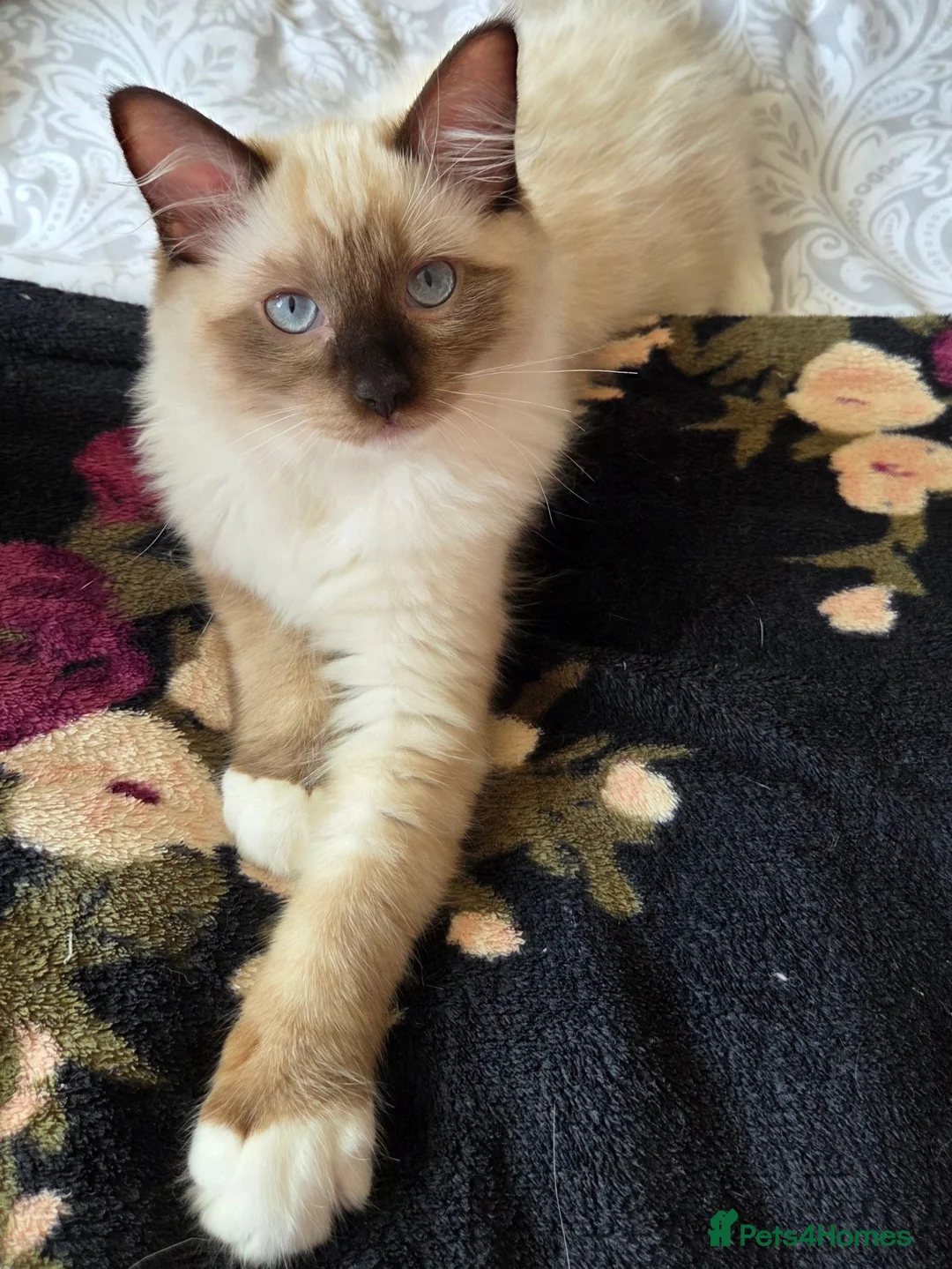 Ragdoll cats for sale: Fluffy Ragdoll Kittens  - Advert 2