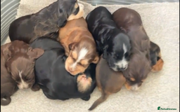 Cocker Spaniel dogs for sale: Kc show extensive health tests beautiful colours - Image 11