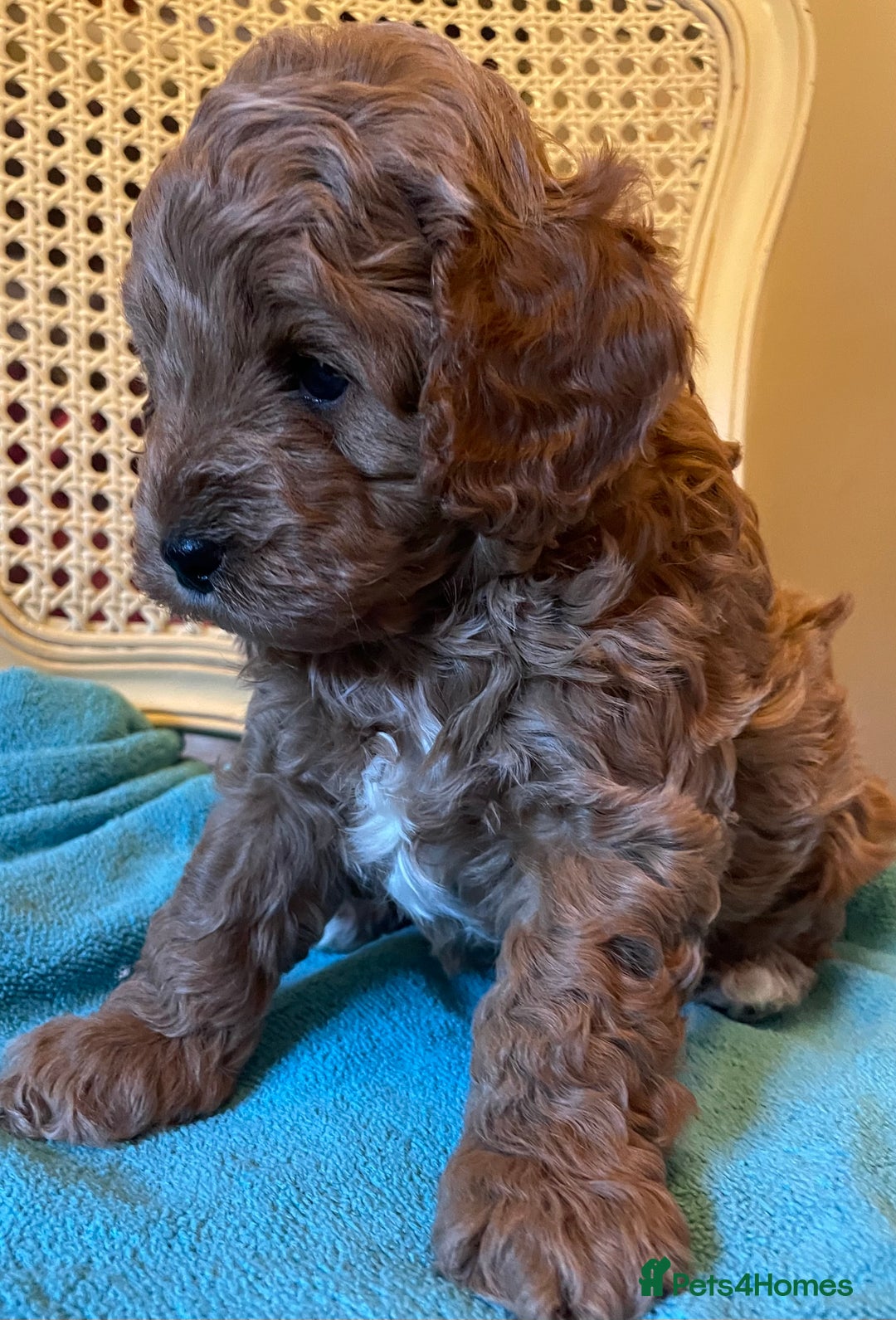 Cavapoo dogs for sale: F1b Cavapoooo  - Advert 31