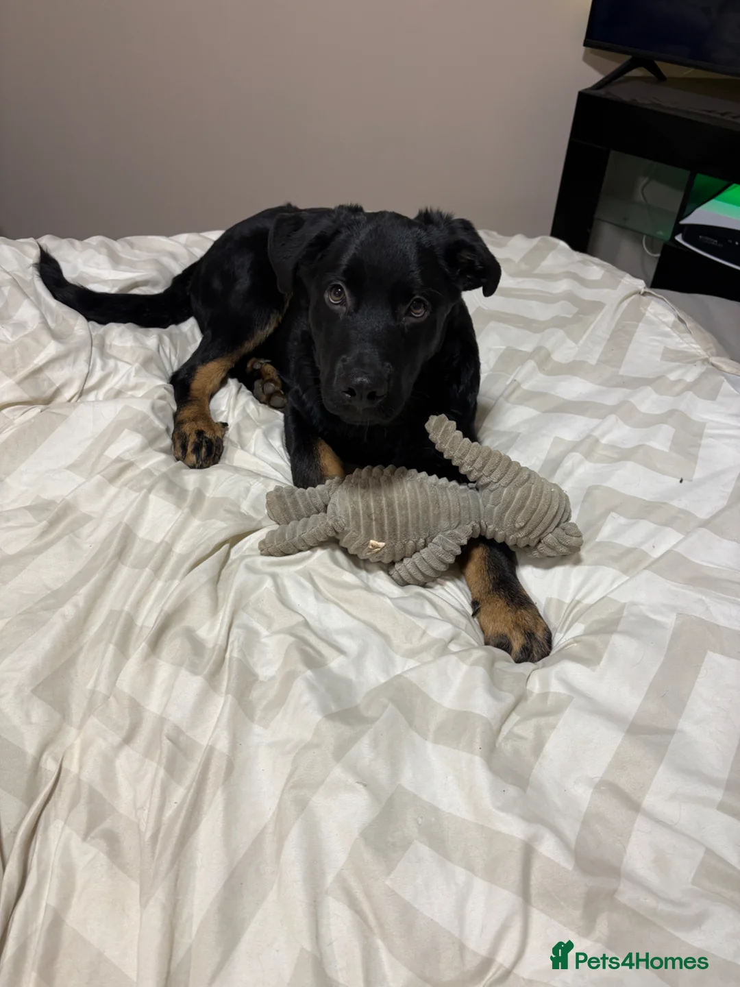 Mixed Breed dogs for sale: Vinnie - 6 month old puppy in Bristol - Advert 2