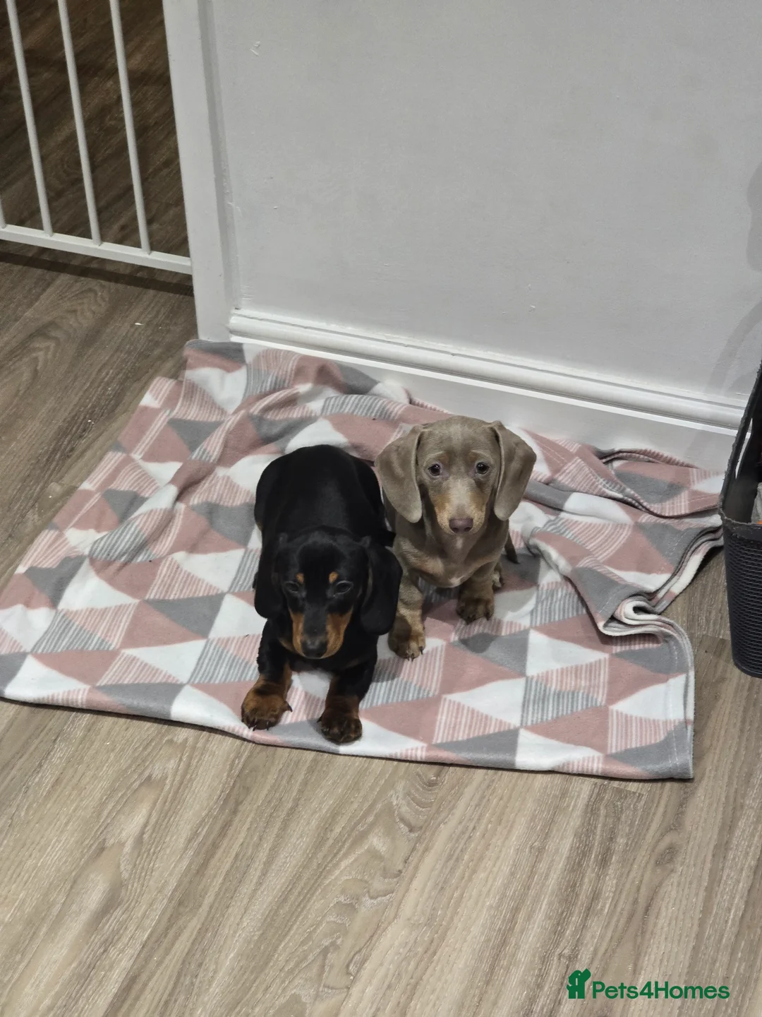 Miniature Dachshund dogs for sale: KC Miniature Shorthaired Dachshund! - Advert 6