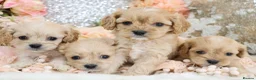 Cavapoo dogs for sale: *HEALTH TESTED*  F1 Cavapoos - Advert 12