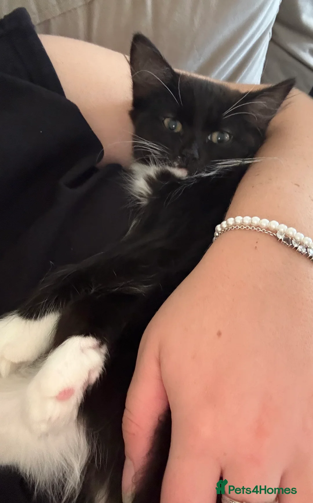 Mixed Breed cats for sale: Mother and daughter  - Advert 5