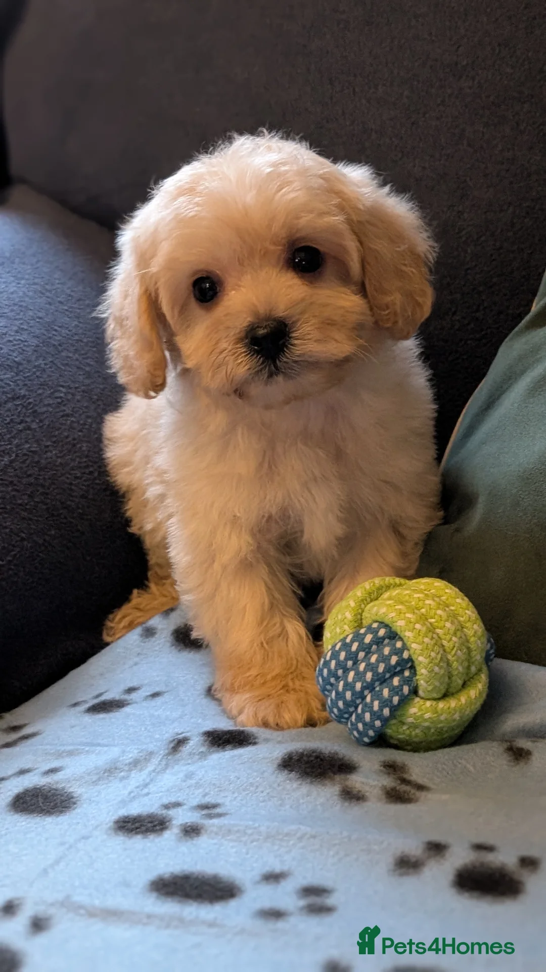Maltipoo dogs for sale: Toy Maltipoo Puppies - READY NOW - Advert 16