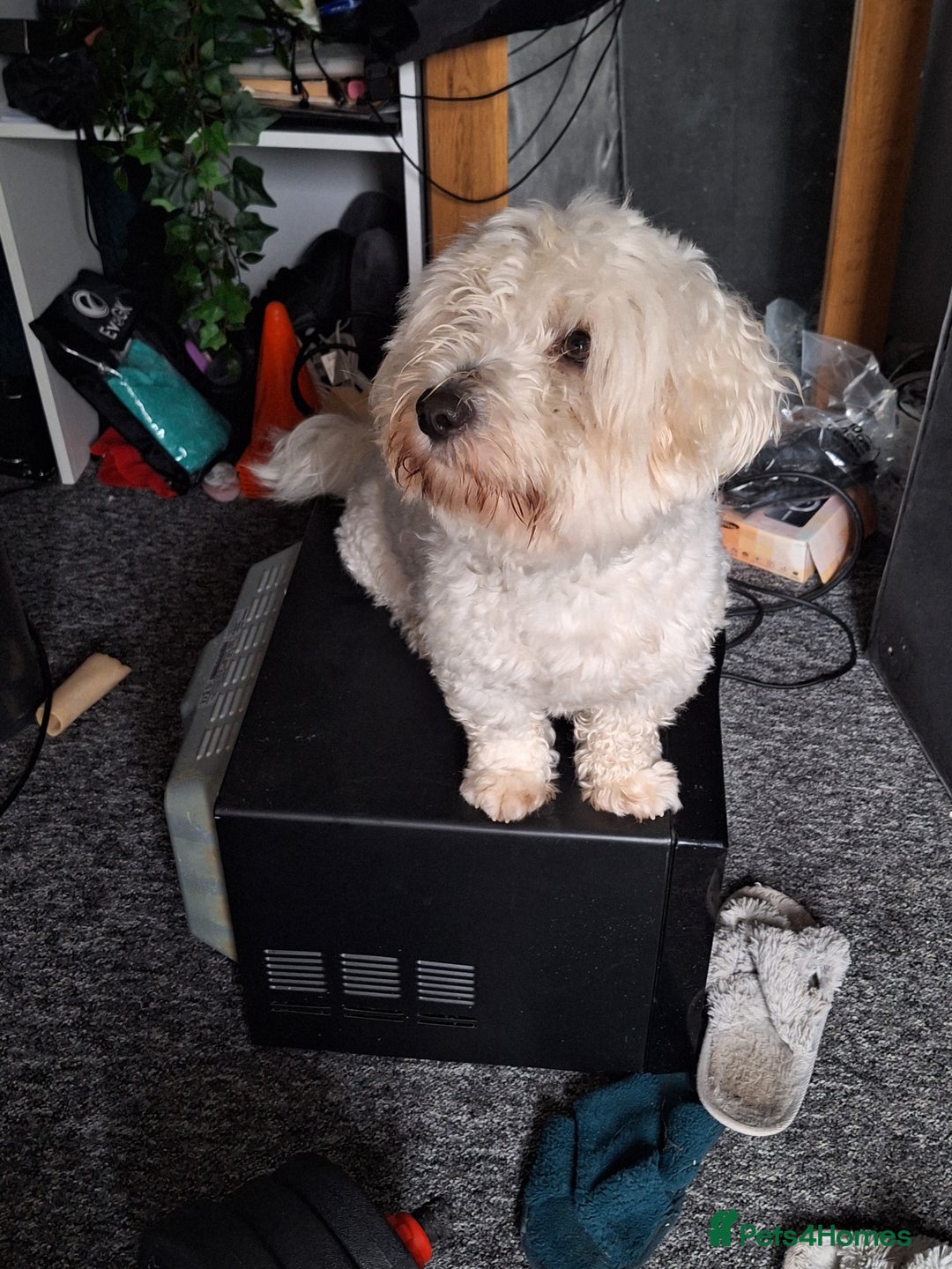 Coton De Tulear dogs for stud: Stud coton de tulear - Advert 5