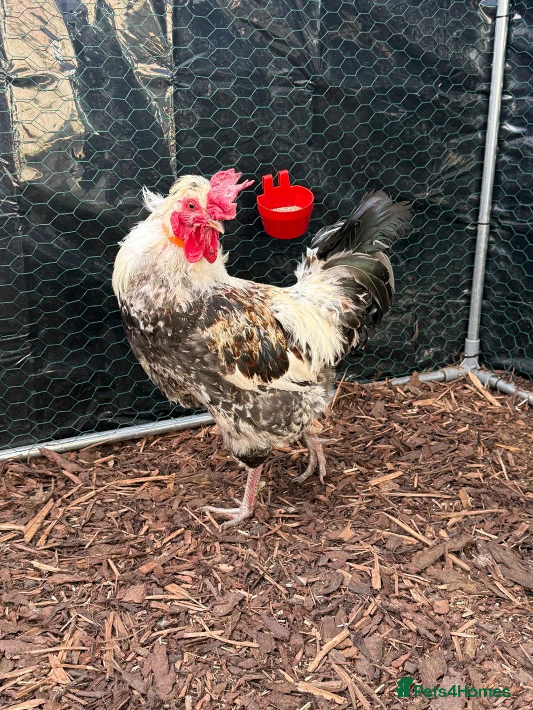 Chickens poultry for sale: Zombie chickens, cross and pure bread Roosters - Advert 2