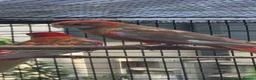Parakeets birds for sale: Cinnamon Red Opaline Pastel GMRs - Advert 4
