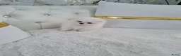 Pomeranian dogs for sale: Beautiful pomeranian pure breed puppies  - Advert 4