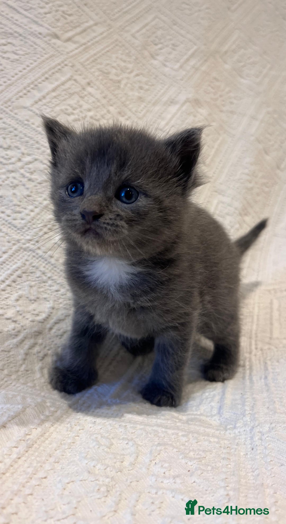 Maine Coon cats for sale: Maine coon x bsh. READY 14th BUT CAN HOLD - Advert 15