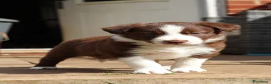 Border Collie 1