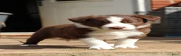 Border Collie dogs for sale: Border collie  - Advert 4