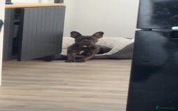 French Bulldog dogs for sale: Male and female french bull dogs  - Advert 7