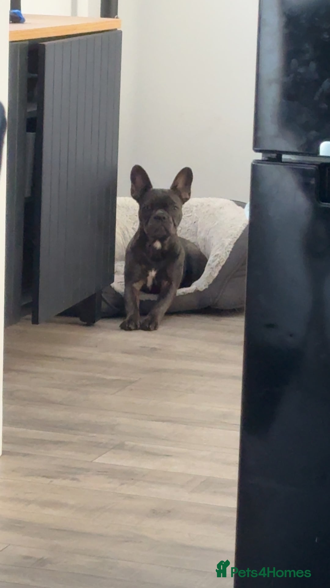 French Bulldog dogs for sale: Male and female french bull dogs  - Advert 7
