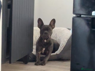 French Bulldog dogs female french bull dog - Advert 1
