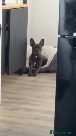 French Bulldog dogs female french bull dog - Advert 1