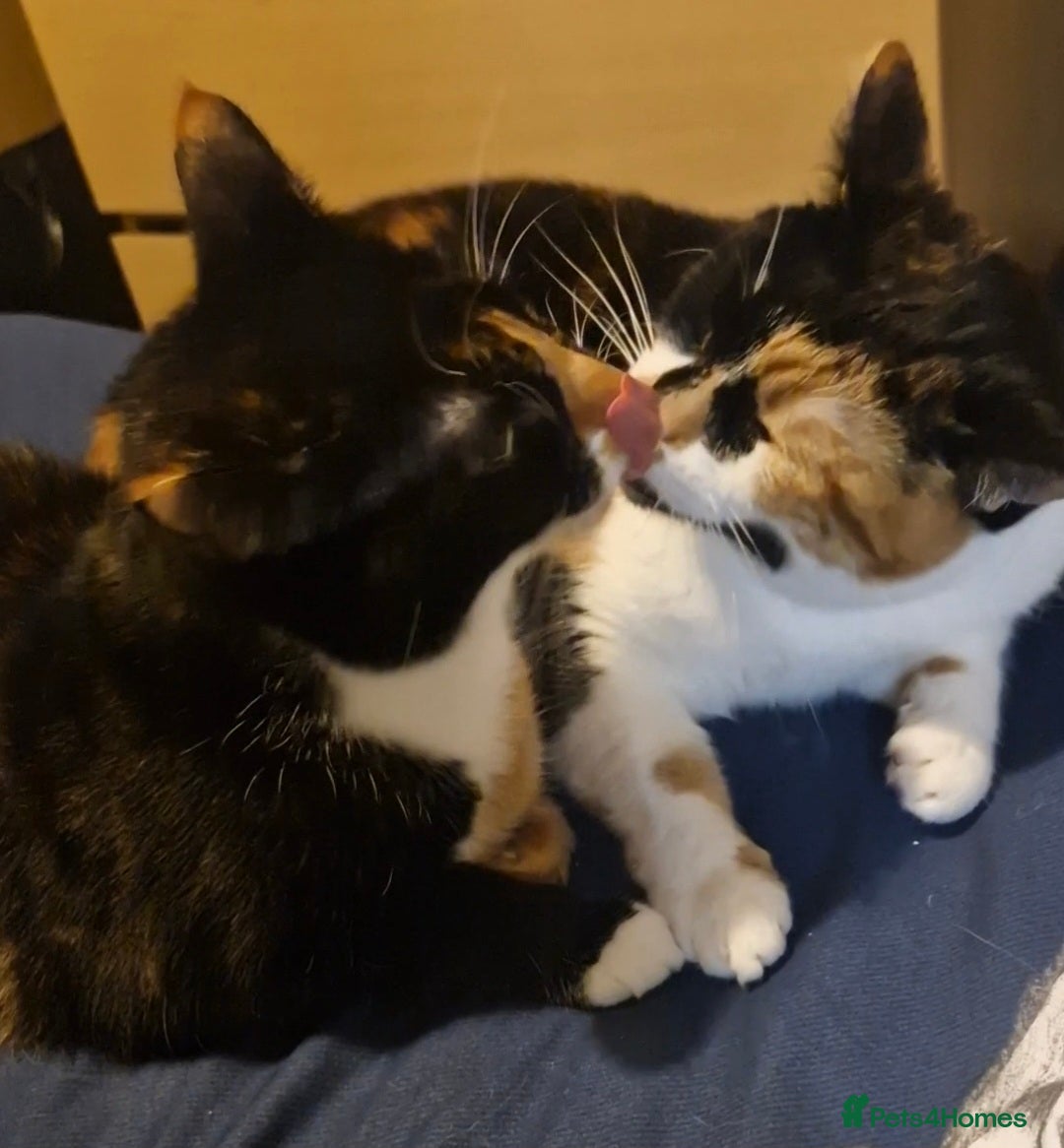 British Shorthair cats for sale: 2 Cats looking for a new loving home for £20. - Image 2