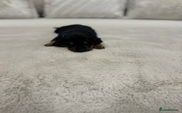 Dachshund dogs for sale: dachshund pups dapple and black & tan - Advert 23