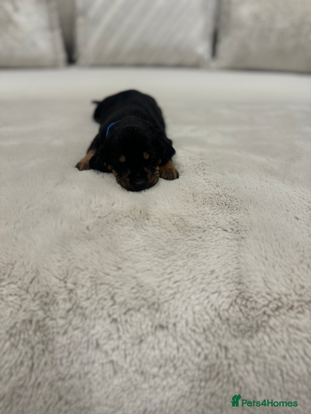 Dachshund dogs for sale: dachshund pups dapple and black & tan - Advert 23